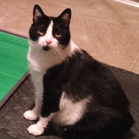 Meet your Posher, Lucy - Picture 1 of 1